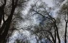 тест камеры Nokia N9 саратовское небо и саратовские деревья