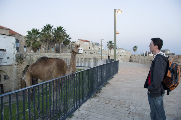Напалм и верблюд в Акко, Израиль. Фотография Вильянова. Napalm and Camel in Acre, Israel. Photo by Vilianov