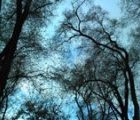 тест камеры Acer Allegro саратовское небо и саратовские деревья