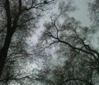 тест камеры HTC Mozart саратовское небо и саратовские деревья