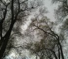 тест камеры HTC Radar саратовское небо и саратовские деревья