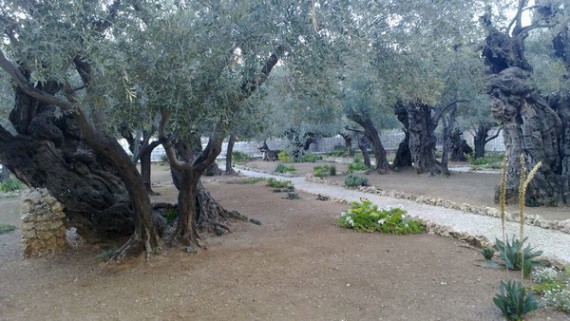 фотография Гефсиманский сад Израиль