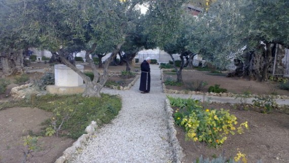 фотография Гефсиманский сад Израиль