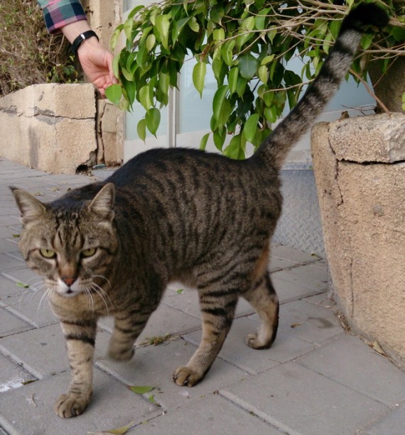 Израиль кошки коты Israel cats