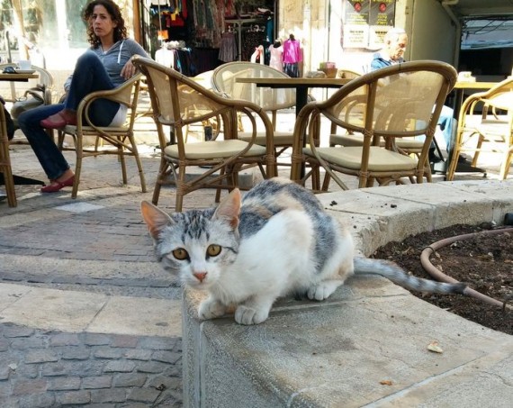 Иерусалим девушка и кот Jerusalem girl and cat