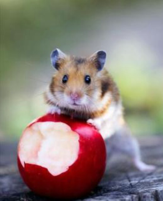 hamster_apple