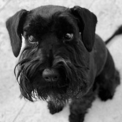 Массаж Пса-Людоеда