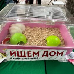 Как я хотел взять двух лабораторных крыс из приюта, но не прошел по параметрам
